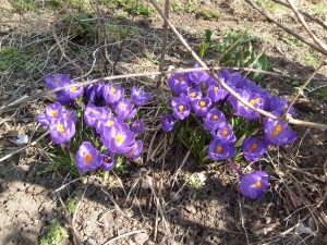 These purple crocus are done, but they were pretty while they lasted