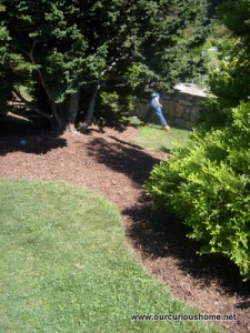 M running behind a shrub at the Arnold Arboretum