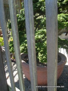 a bonsai behind a fence a the Arnold Arboretum