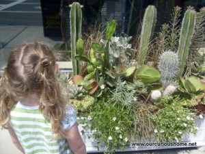 succulents and cacti in a flower box by closed shop