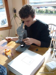 B using a microscope at the kitchen table