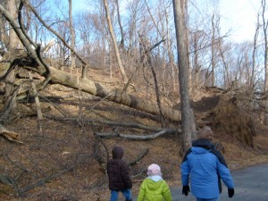 One of the many trees down from Sandy