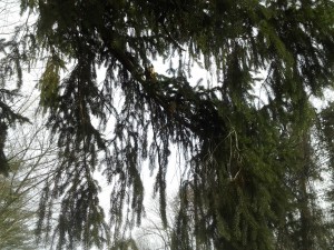 Eastern Screech Owl in Pine Tree