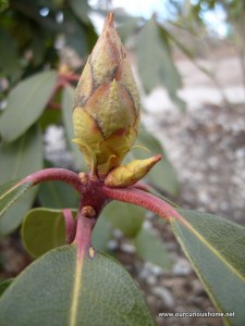 rhododendron bud
