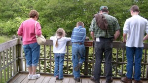 Looking for the huge snapping turtle