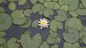 a waterlily