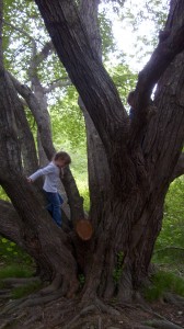 K climbing in a oak tree