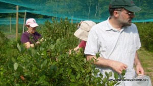 picking blueberries