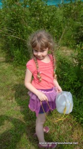 picking blueberries