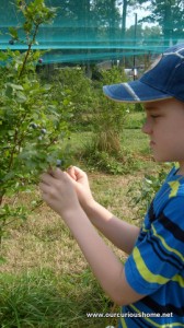 picking blueberries