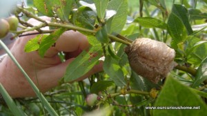 Preying Mantis eggs on blueberry bush