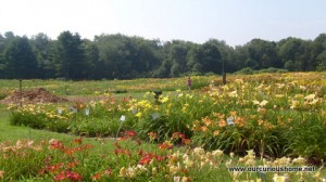 more day lilies