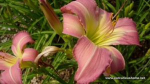 day lily that reminds me of Aunt Bev