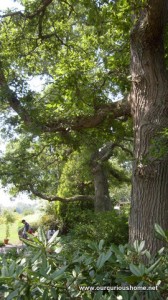 An oak tree at Tranquil Lake