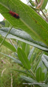 pretty leaf