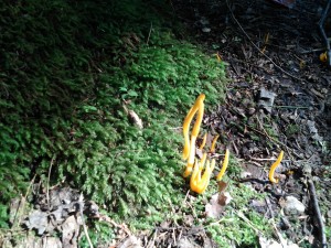 strange, tall, orange mushrooms at Purgatory Chasm