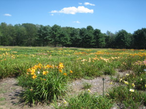 Day Lily Field at Tranquil Lake