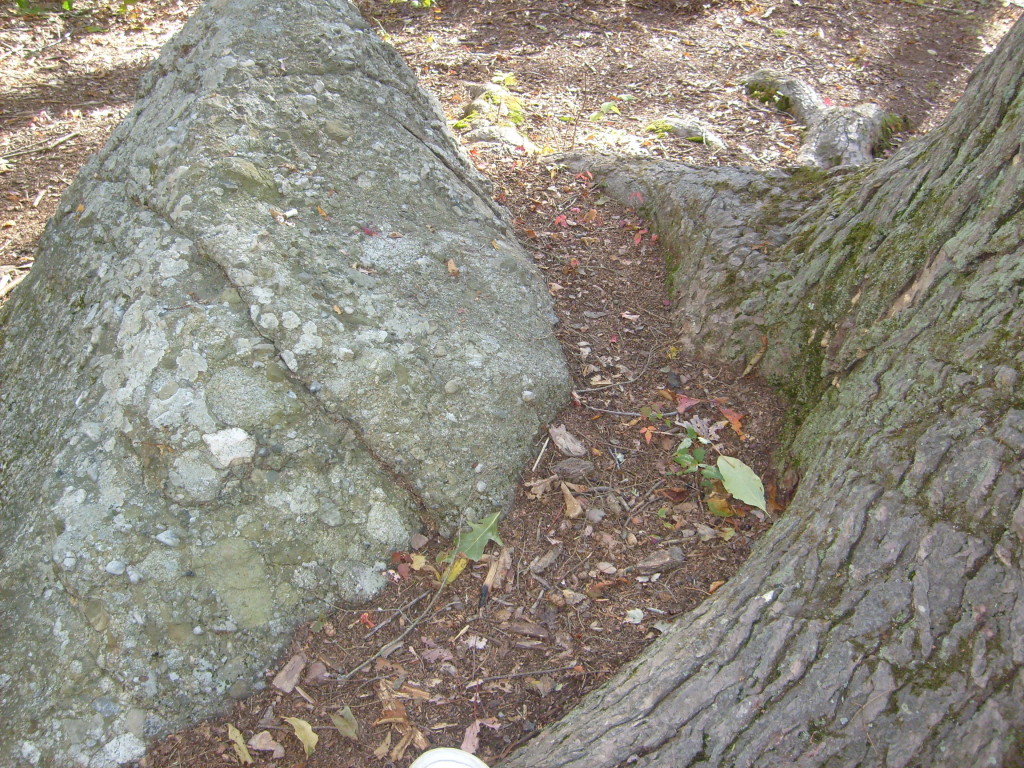 the rock by the hemlock tree