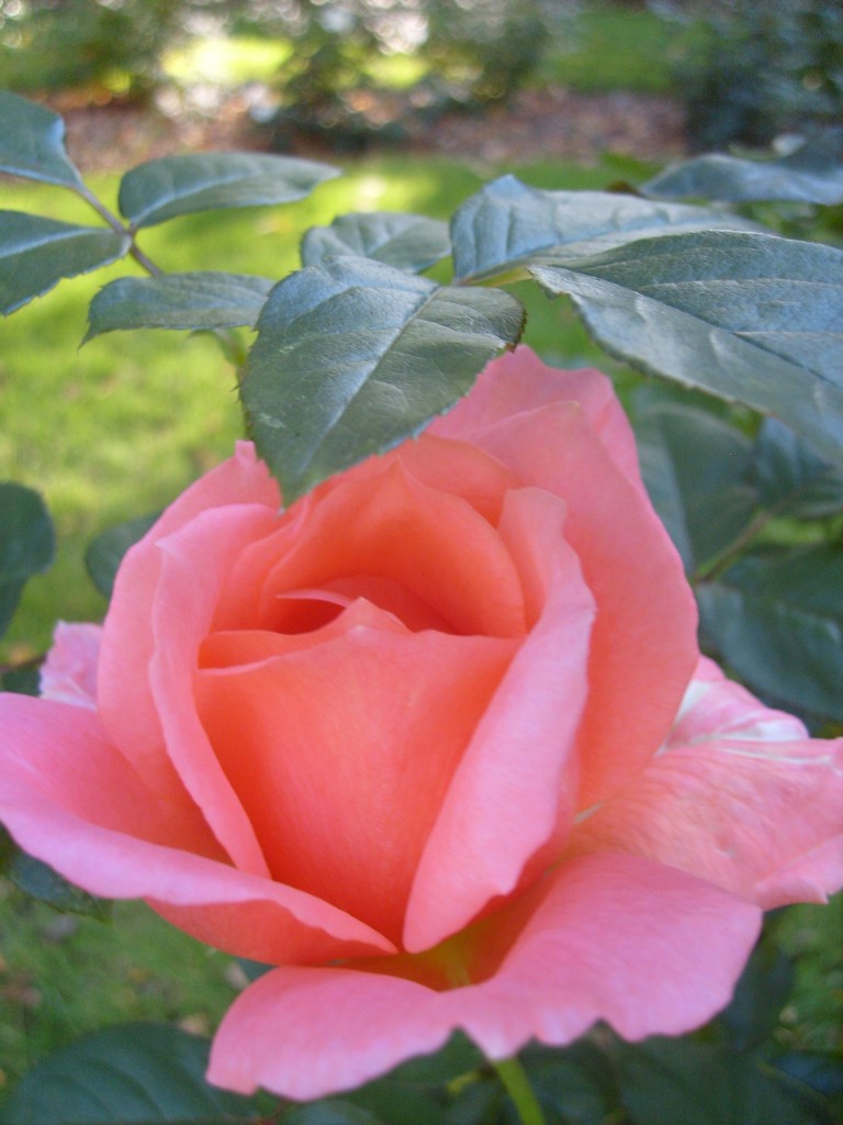 Rose at Capron Park