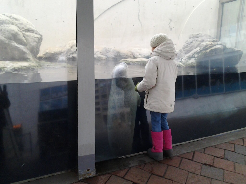 K and the harbor seal outside the NEAQ