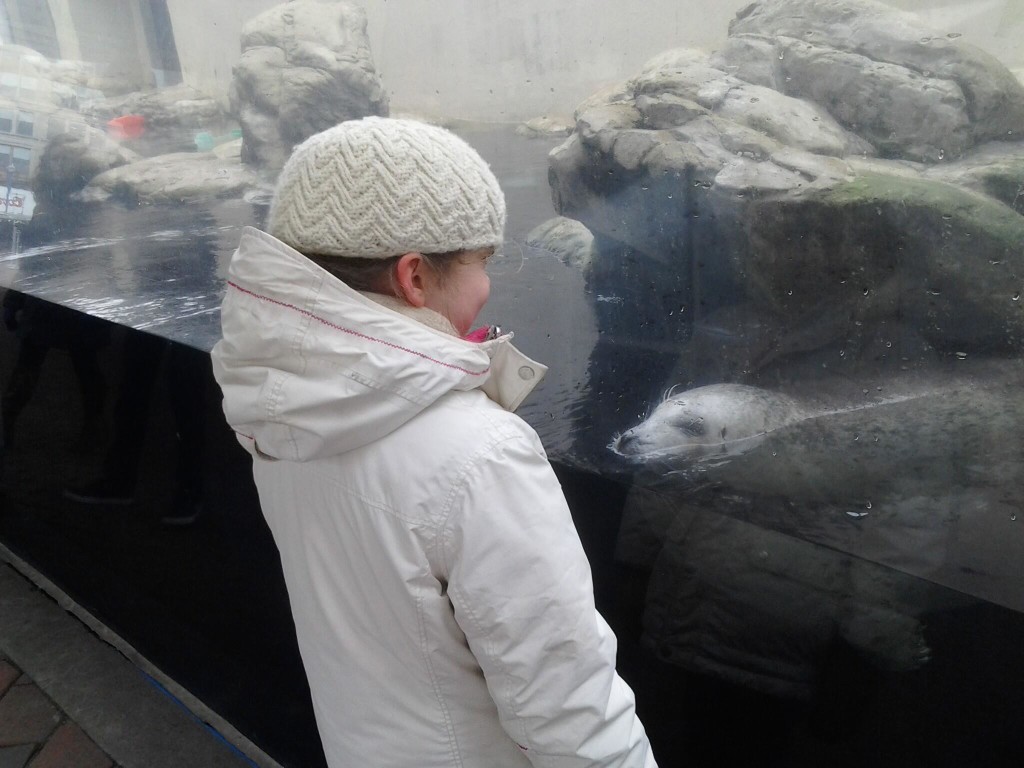 the harbor seal nosing the glass near K