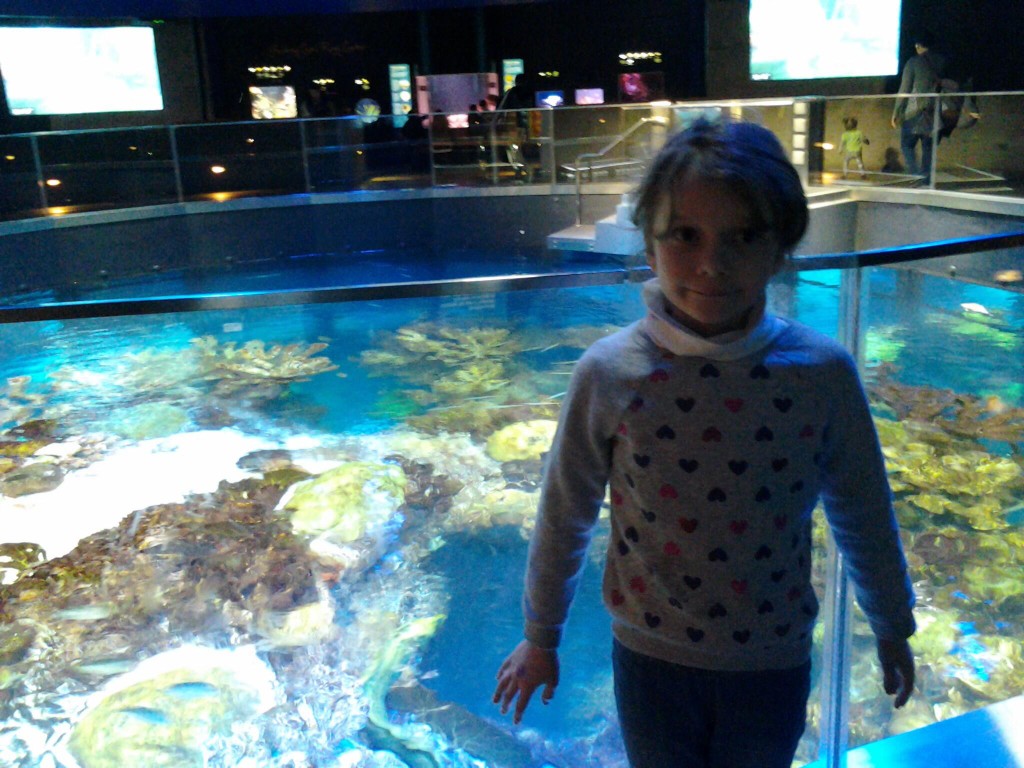 K at the top of the big tank at the NEAQ