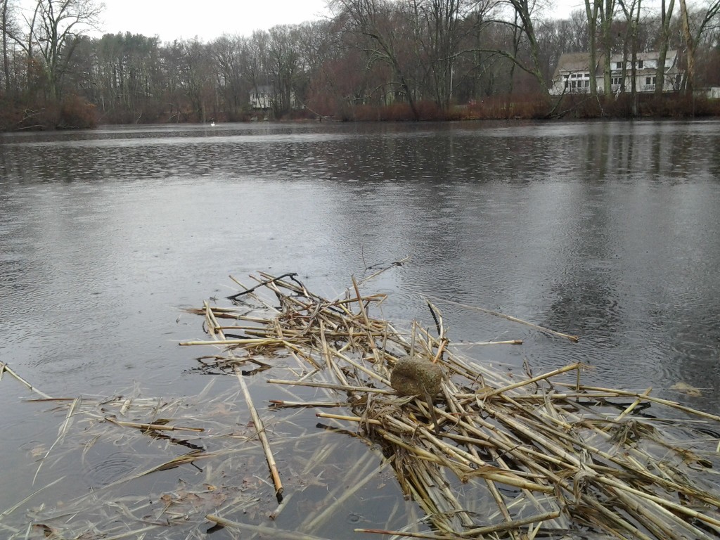 ReedWreck floats on the pond, with a rock as cargo.