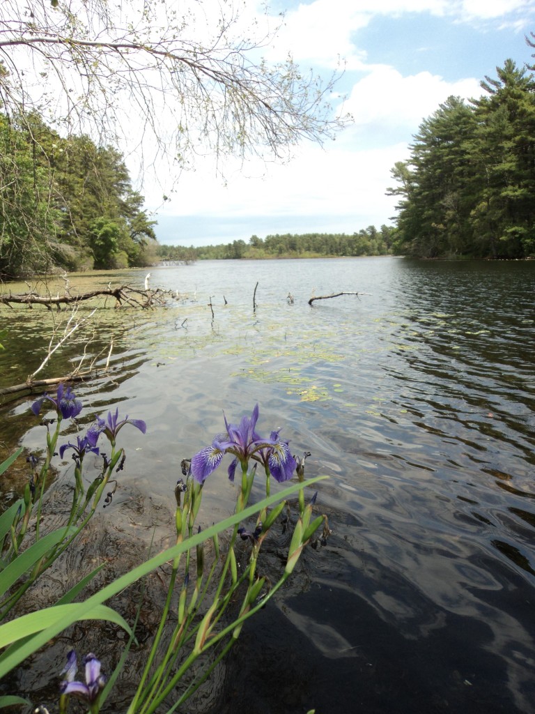 iris growing at the pond edge