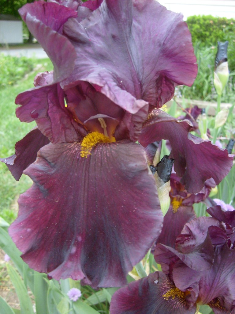 My big purple beared iris