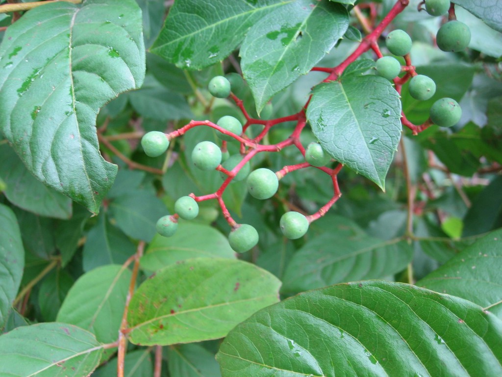 green berries