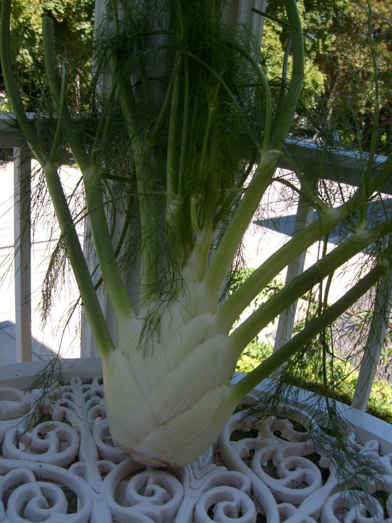 the beautiful fennel