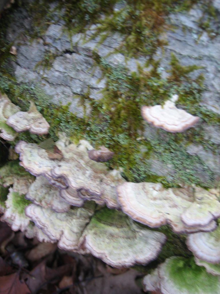 pretty fungus on a dead log