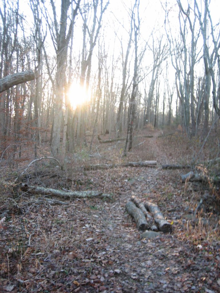 sun setting through the trees along the trail