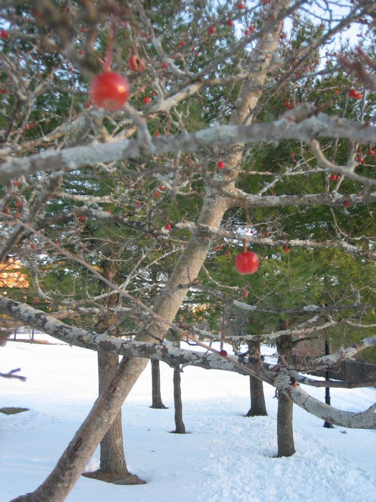 ornamental cherries in front of the pine trees in River Walk Park