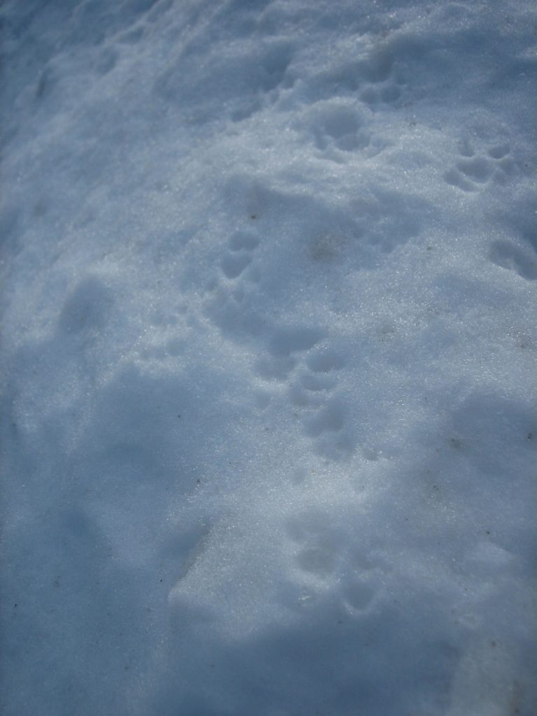 either raccoon or squirrel prints in the snow