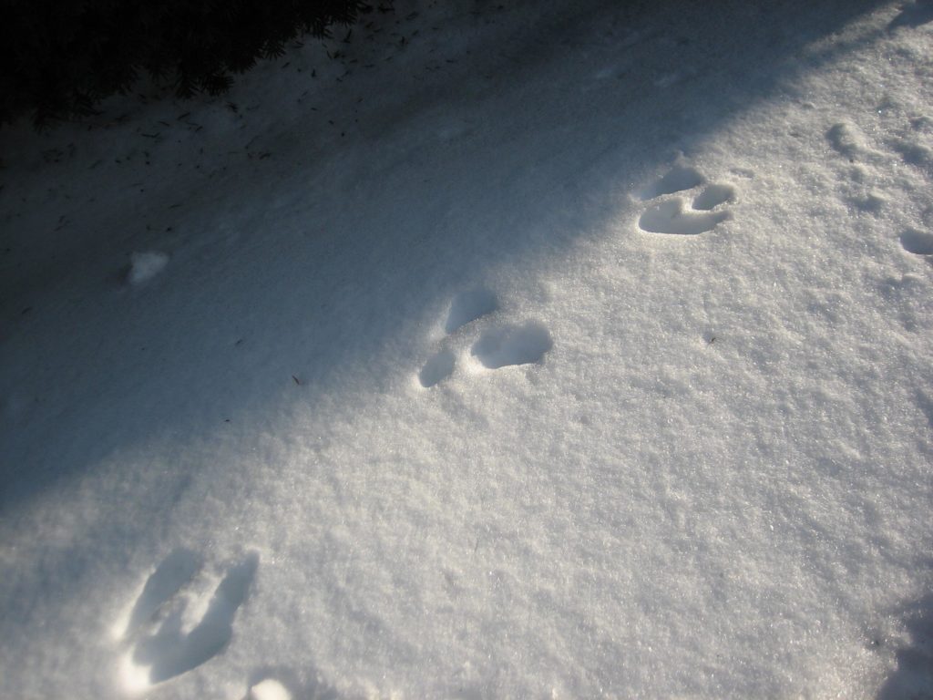 K found rabbit tracks.