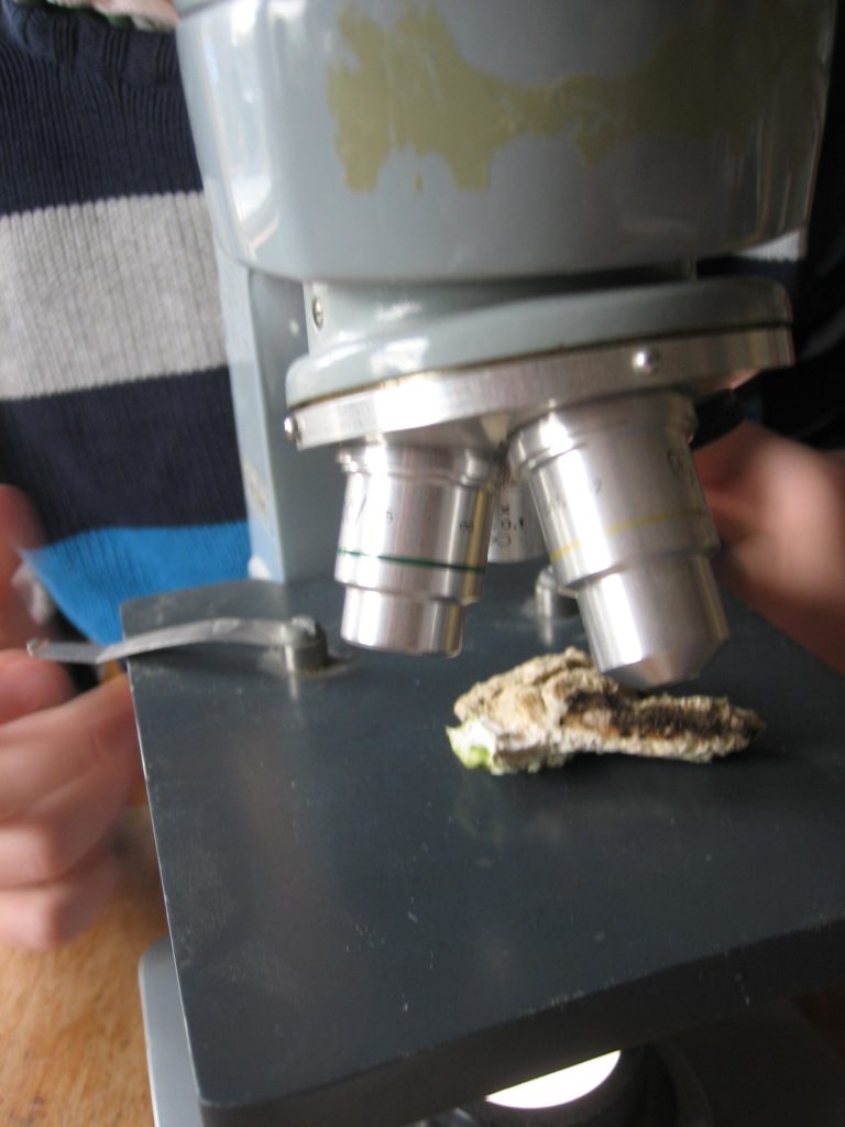 closeup of the shelf fungus under the microscope