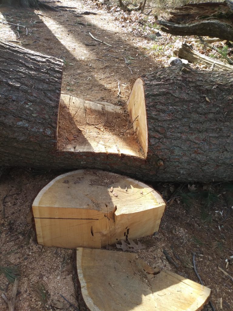 The steps cut into the fallen tree