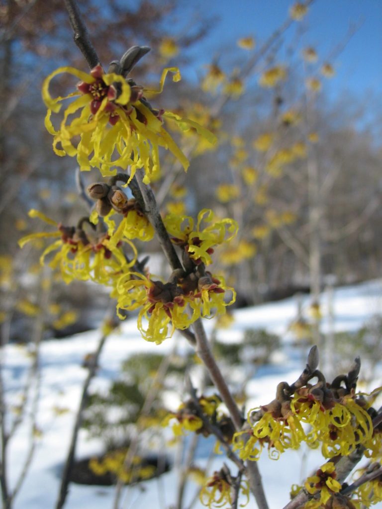 close up of a witch hazel blooming in the snow