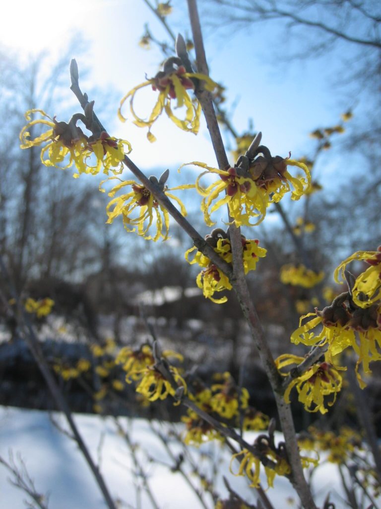 A Witch Hazel in the park, blooming in the snow