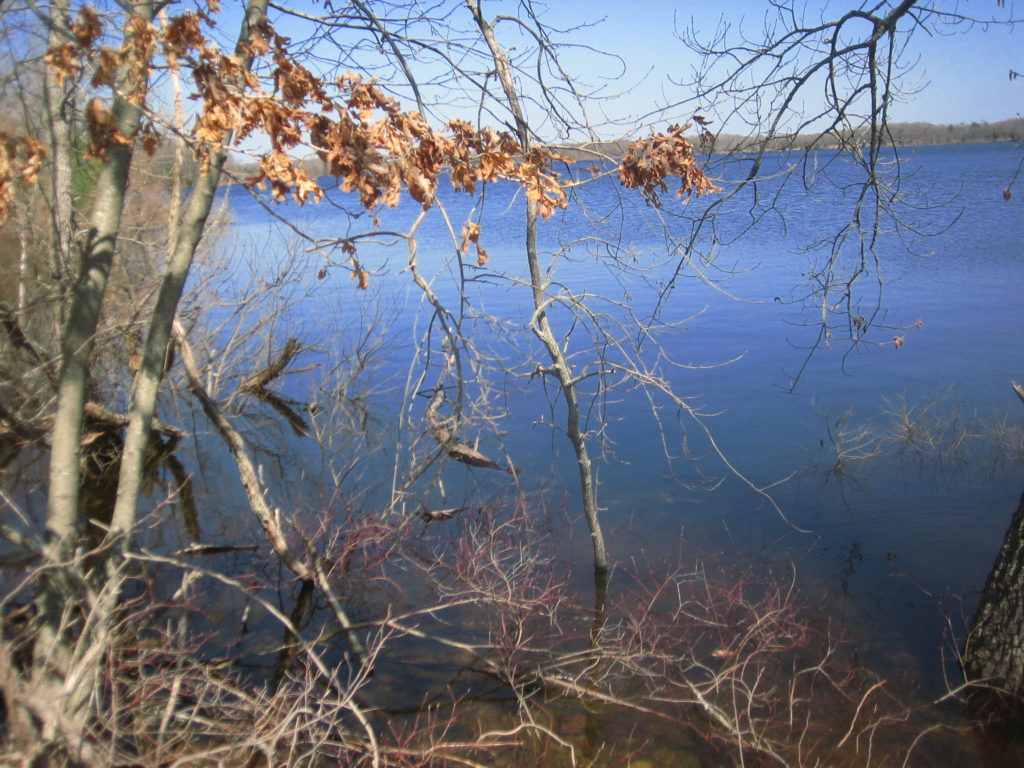 reservoir with blue sky, slightly flooded, bare trees in mid April