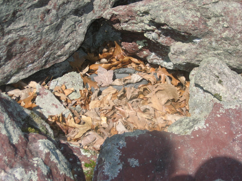 Black racer snake amid rocks