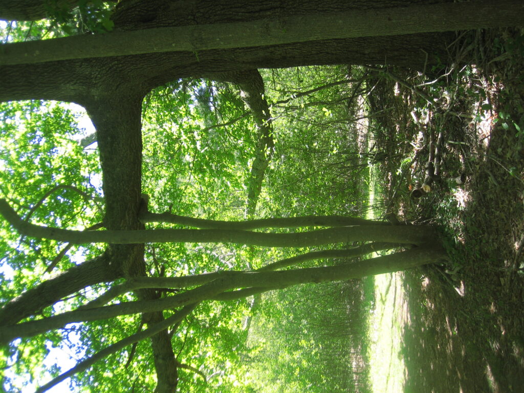 small tree growing under large tree limb appearing to support it