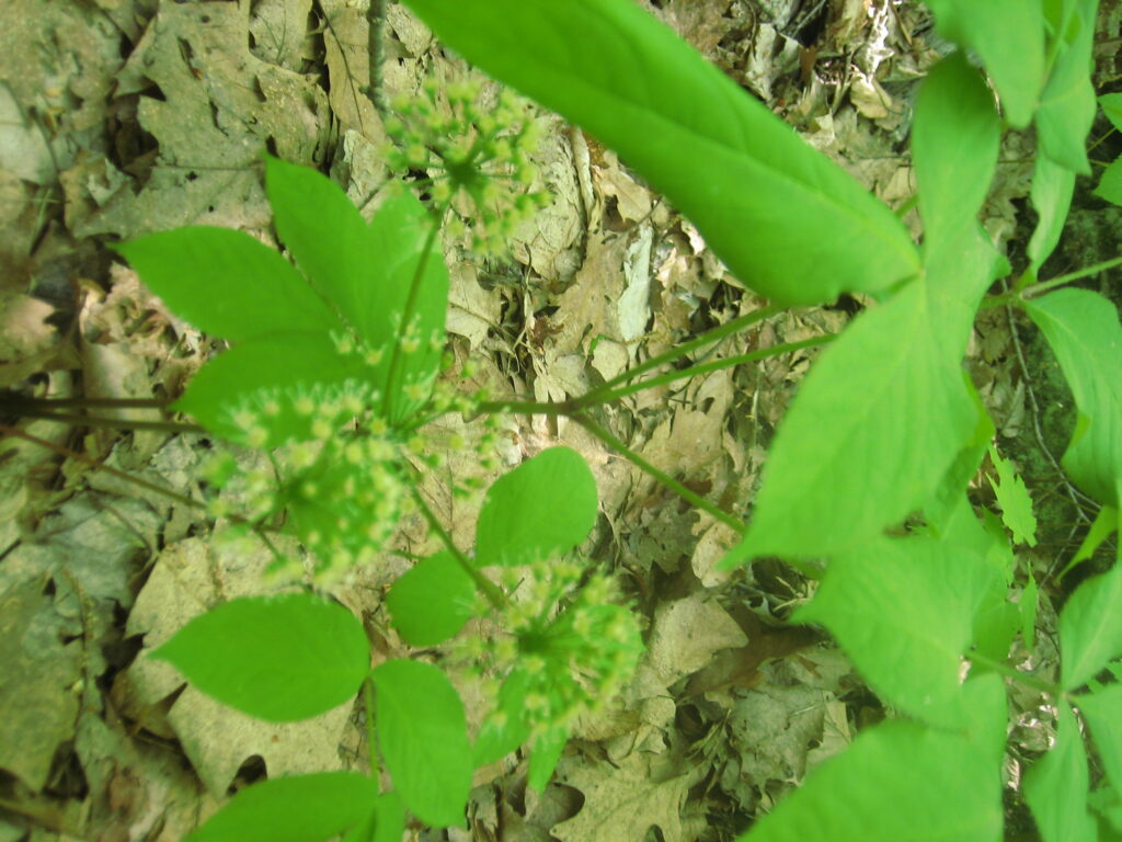 Unidentified woodland flower